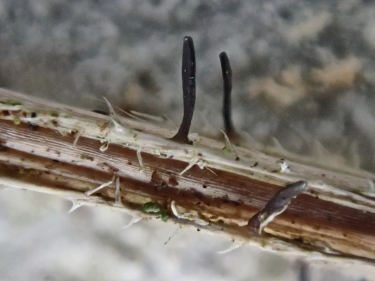 Acrospermum (Acrospermum compressum) — zdjęcie 1 z 4