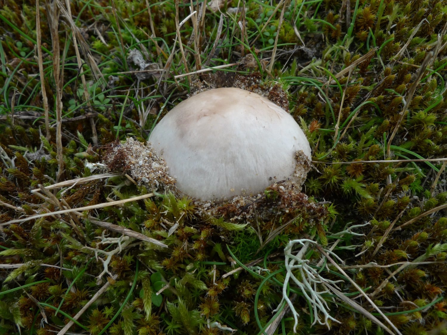 Agaricus devoniensis — zdjęcie 1 z 4