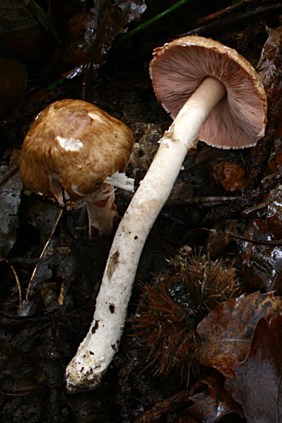 Agaricus fuscofibrillosus