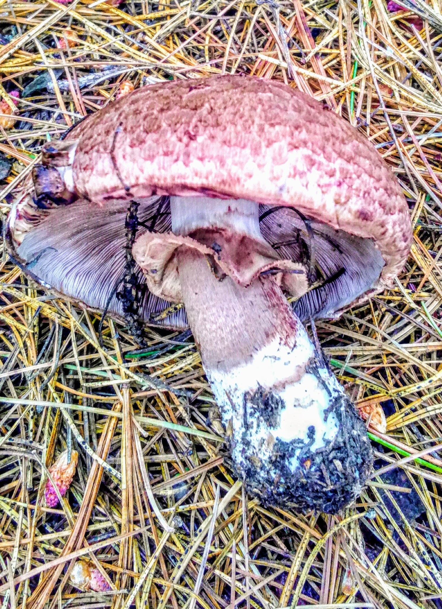 Agaricus haemorrhoidarius — zdjęcie 1 z 4