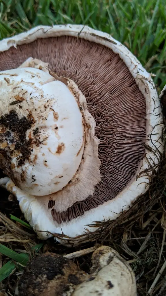 Agaricus litoralis — zdjęcie 1 z 3