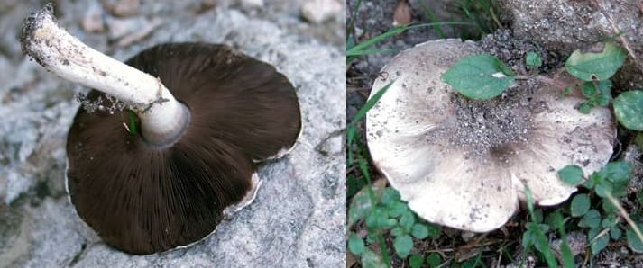 Agaricus menieri