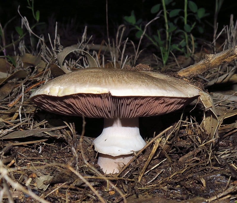 Agaricus pilatianus — zdjęcie 1 z 4