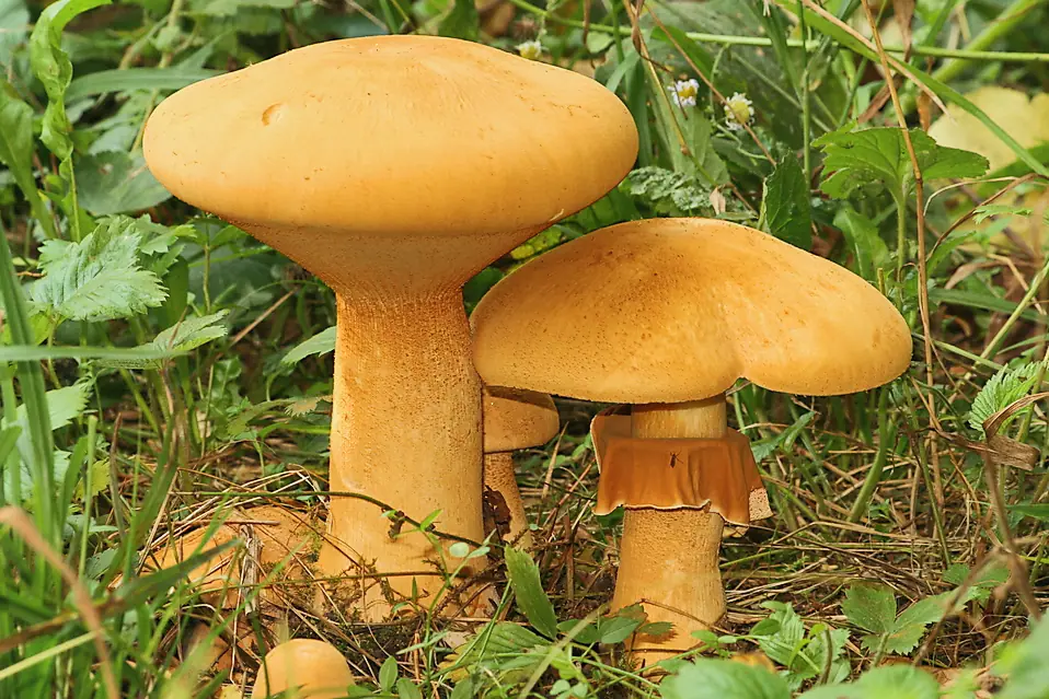 Aksamitkówka złota (Phaeolepiota aurea) — zdjęcie 1 z 4