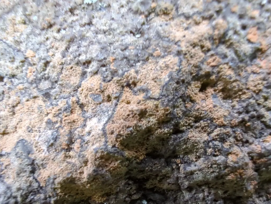 Alfinek skręcony (Gyrographa gyrocarpa) — zdjęcie 1 z 4