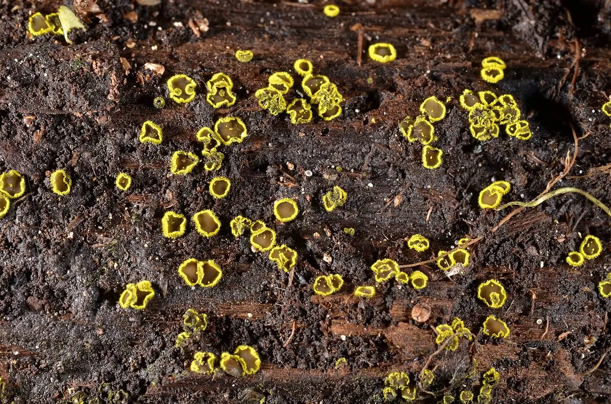 Amicodisca virella