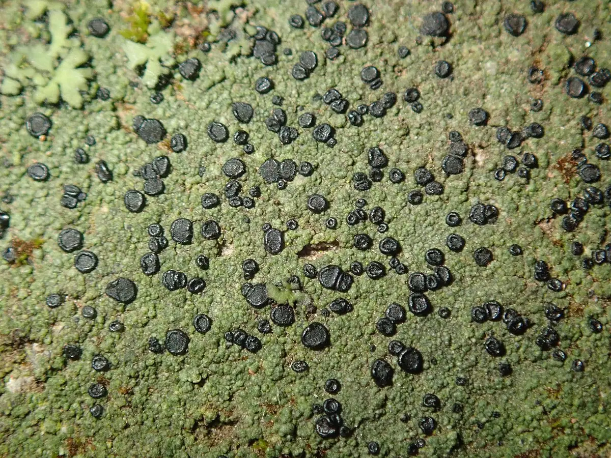 Amylka znaczona (Lecidella stigmatea) — zdjęcie 1 z 4