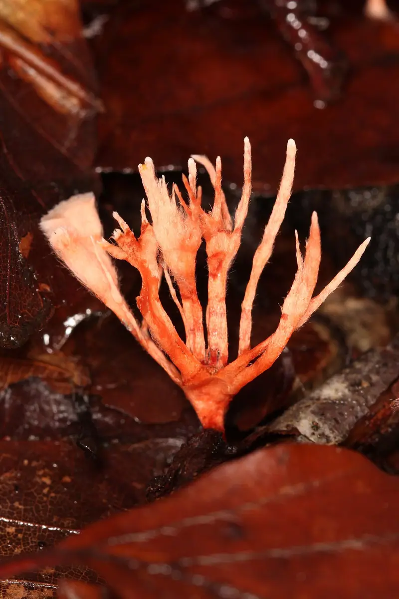 Anthina (Anthina flammea) — zdjęcie 1 z 4
