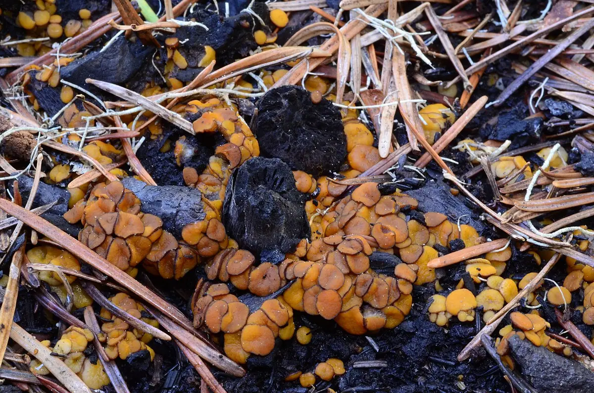 Anthracobia melaloma — zdjęcie 1 z 4