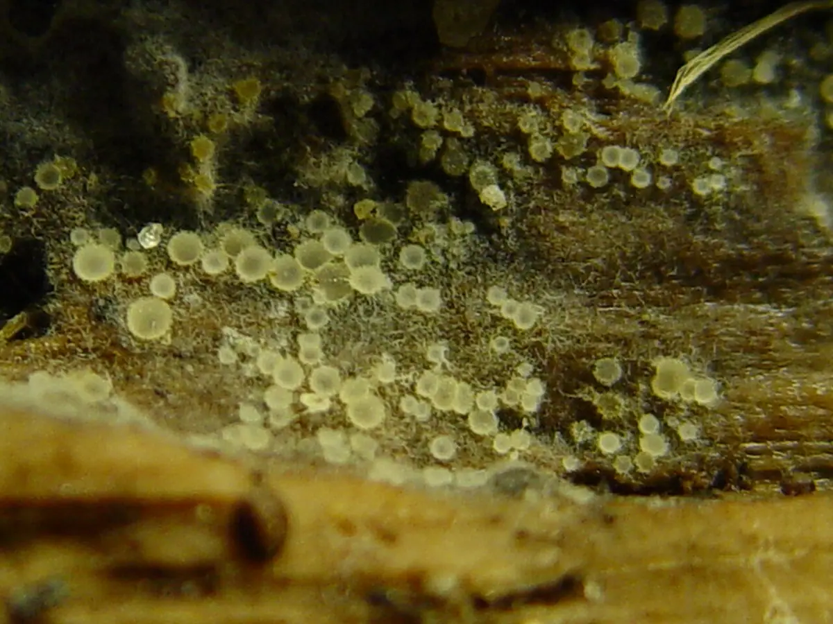 Arachnopeziza aurata — zdjęcie 1 z 3