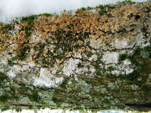Atelia pajęczynowata (Athelia arachnoidea) — zdjęcie 1 z 4