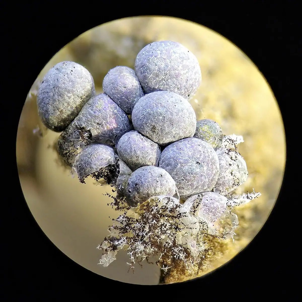 Badhamia foliicola — zdjęcie 1 z 4