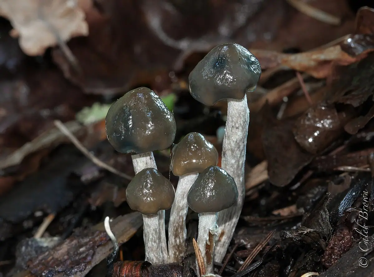 Psilocybe baeocystis — zdjęcie 1 z 4