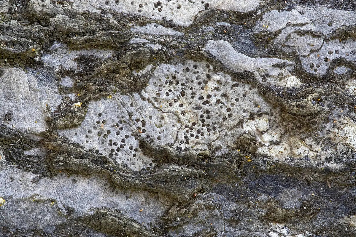Bagliettoa szyjkowata (Bagliettoa calciseda) — zdjęcie 1 z 4