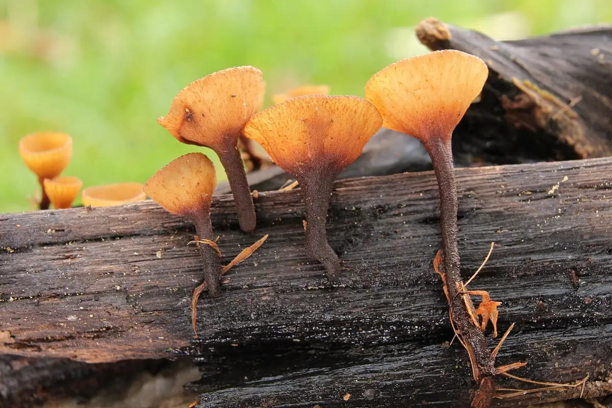 Baziówka mocna (Rutstroemia firma) — zdjęcie 1 z 4