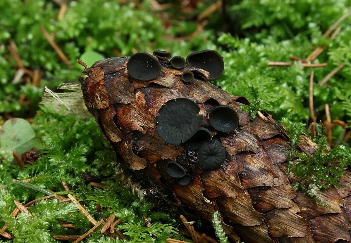 Baziówka szyszkowata (Rutstroemia bulgarioides) — zdjęcie 1 z 4