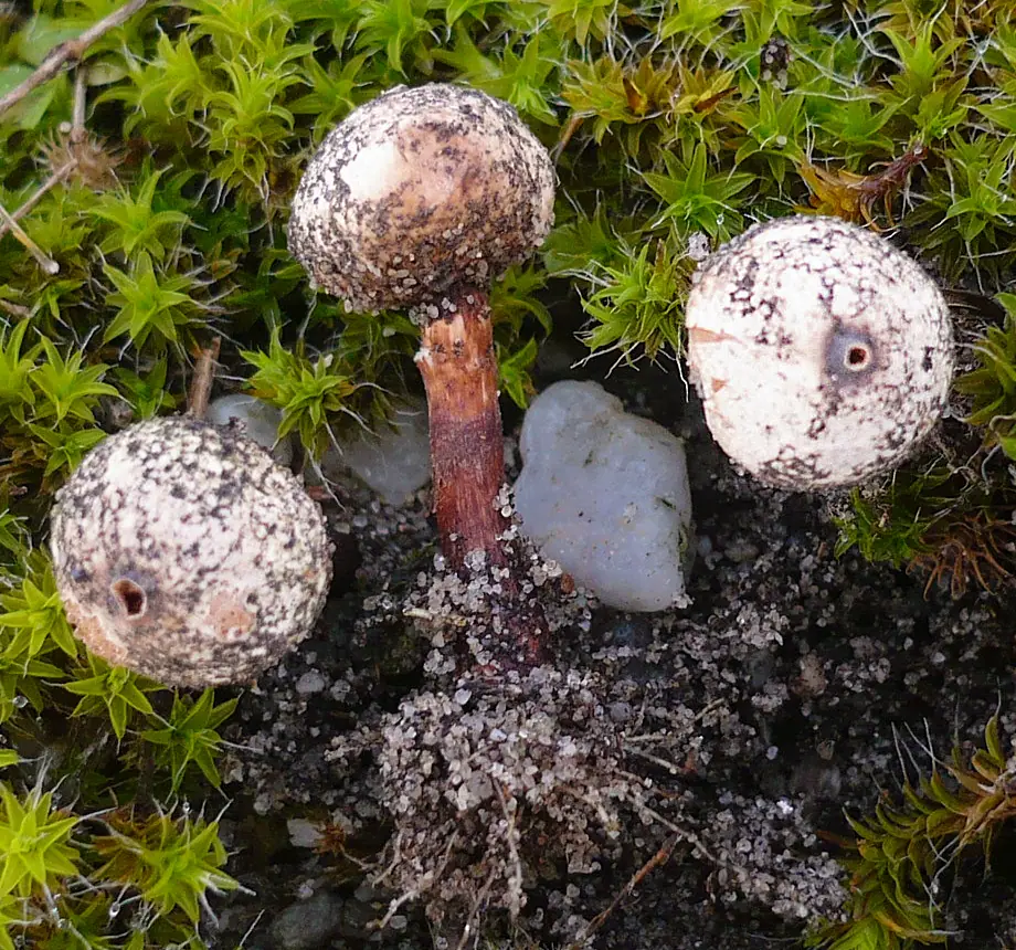 Berłóweczka łuskowata (Tulostoma squamosum) — zdjęcie 1 z 4