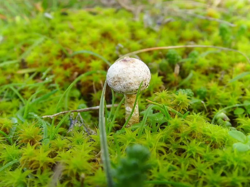 Berłóweczka zimowa (Tulostoma brumale) — zdjęcie 1 z 4