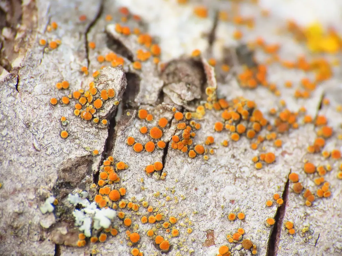 Bezpleszek gruszowy (Athallia pyracea) — zdjęcie 1 z 4