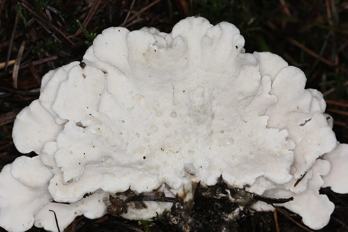 Białak kwiatokształtny (Postia floriformis) — zdjęcie 1 z 4