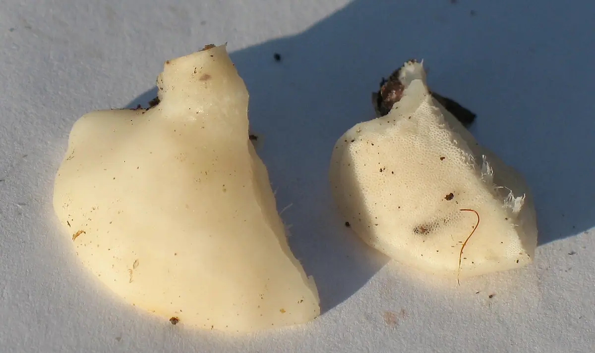 Białak śnieżysty (Tyromyces chioneus) — zdjęcie 1 z 4