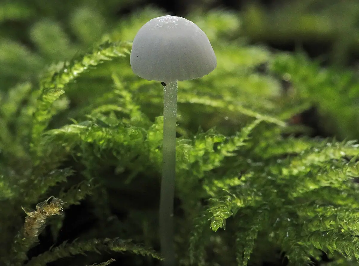 Białogrzybówka ługowata (Hemimycena delectabilis) — zdjęcie 1 z 2