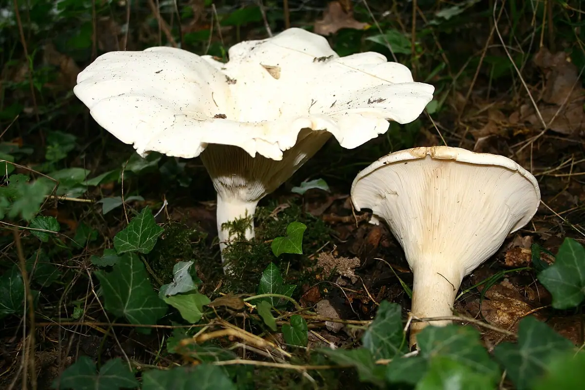 Białokrowiak okazały (Leucopaxillus giganteus) — zdjęcie 1 z 4