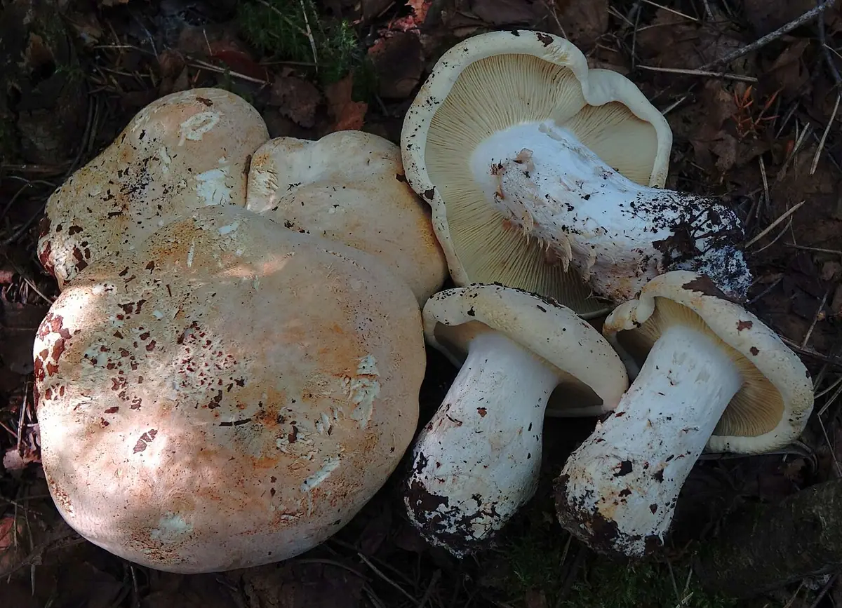 Białokrowiak trójbarwny (Leucopaxillus compactus) — zdjęcie 1 z 2