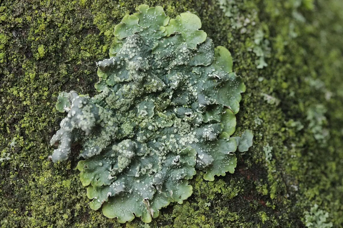 Biedronecznik jeckera (Punctelia jeckeri) — zdjęcie 1 z 4