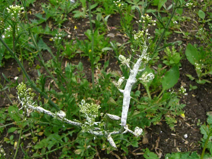 Bielik krzyżowych (Albugo candida) — zdjęcie 1 z 4