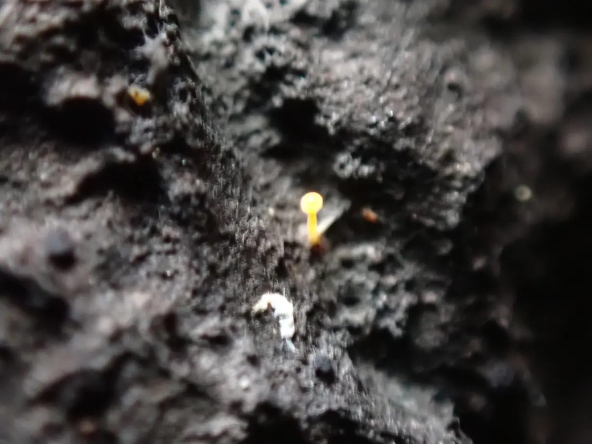 Bisporella resinicola — zdjęcie 1 z 4