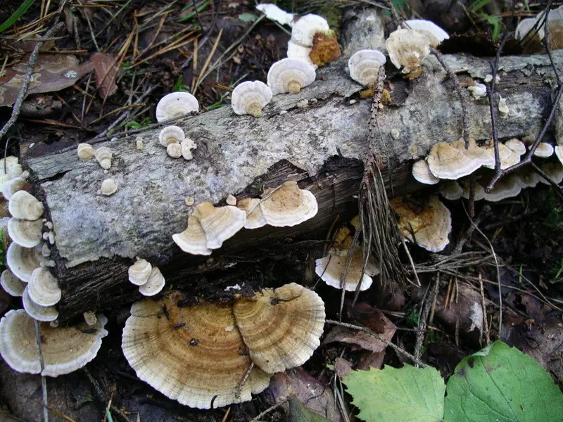 Blaszkowiec drobnozarodnikowy (Lenzites betulinus) — zdjęcie 1 z 4