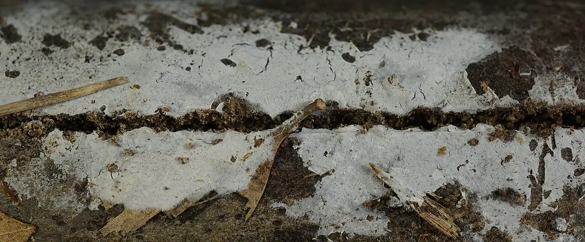 Błonka dwujądrowa (Athelia binucleospora)