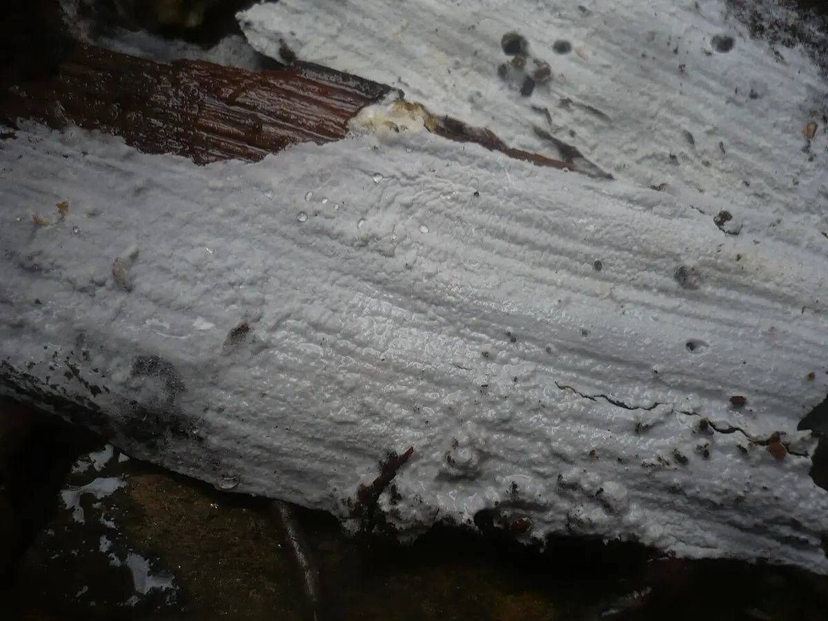 Błonka nalistna (Athelia epiphylla) — zdjęcie 1 z 4