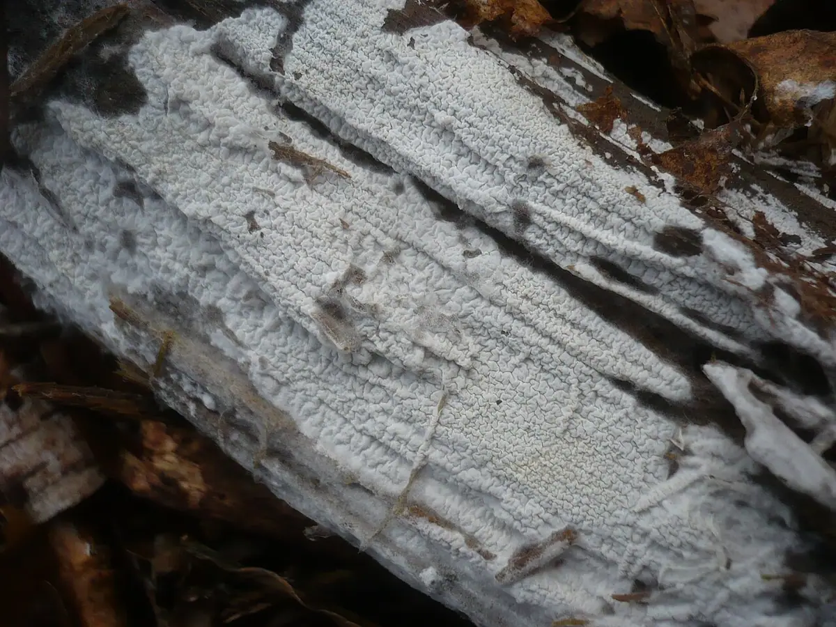 Błonka spiczastozarodnikowa (Athelia acrospora) — zdjęcie 1 z 3