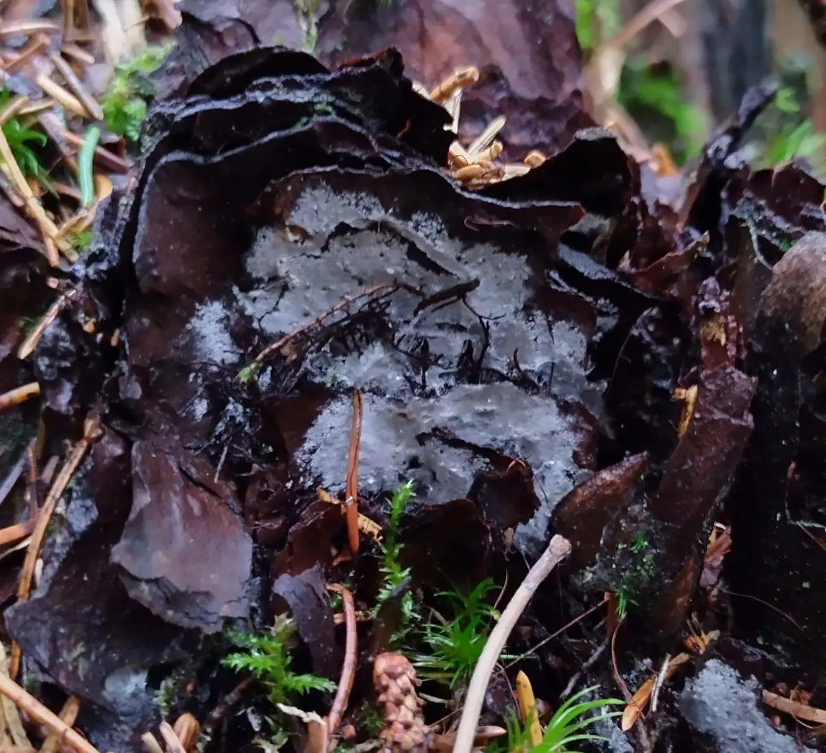Błonka wielkosprzążkowa (Athelia fibulata)