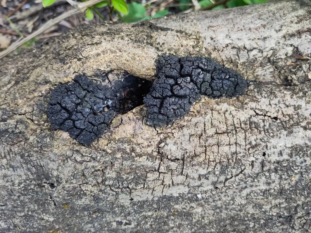 Błyskoporek dziuplowy (Inonotus nidus-pici) — zdjęcie 1 z 3