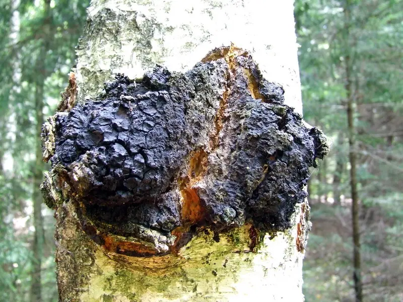 Błyskoporek podkorowy czaga (Inonotus obliquus) — zdjęcie 1 z 4