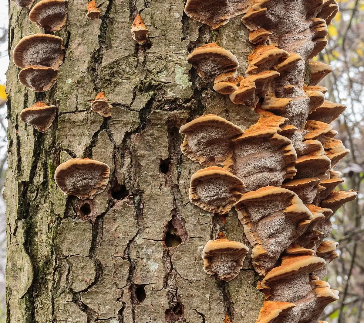 Błyskoporek promienisty (Inonotus radiatus) — zdjęcie 1 z 4