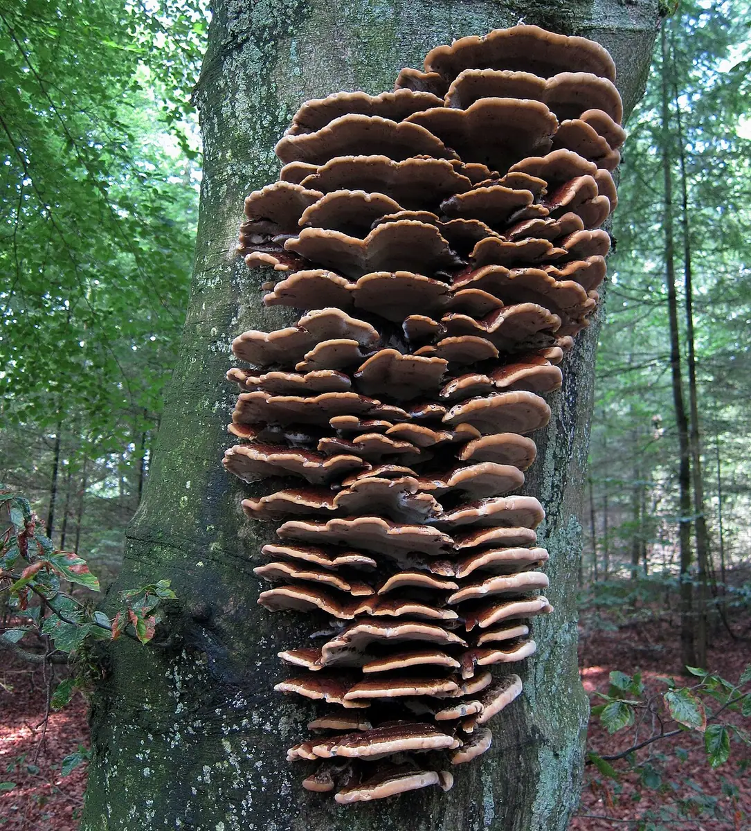 Błyskoporek skórzasty (Inonotus cuticularis) — zdjęcie 1 z 4