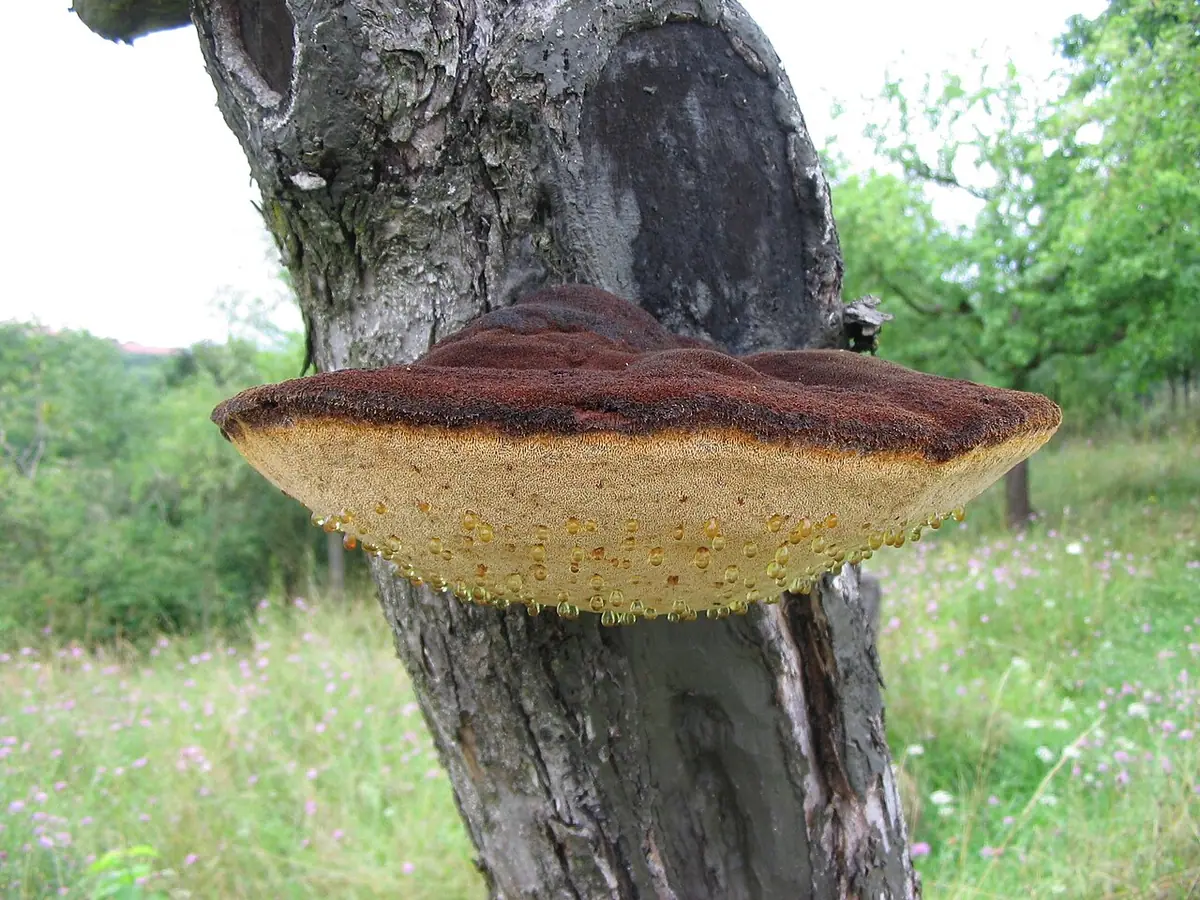 Błyskoporek szczotkowaty (Inonotus hispidus) — zdjęcie 1 z 4