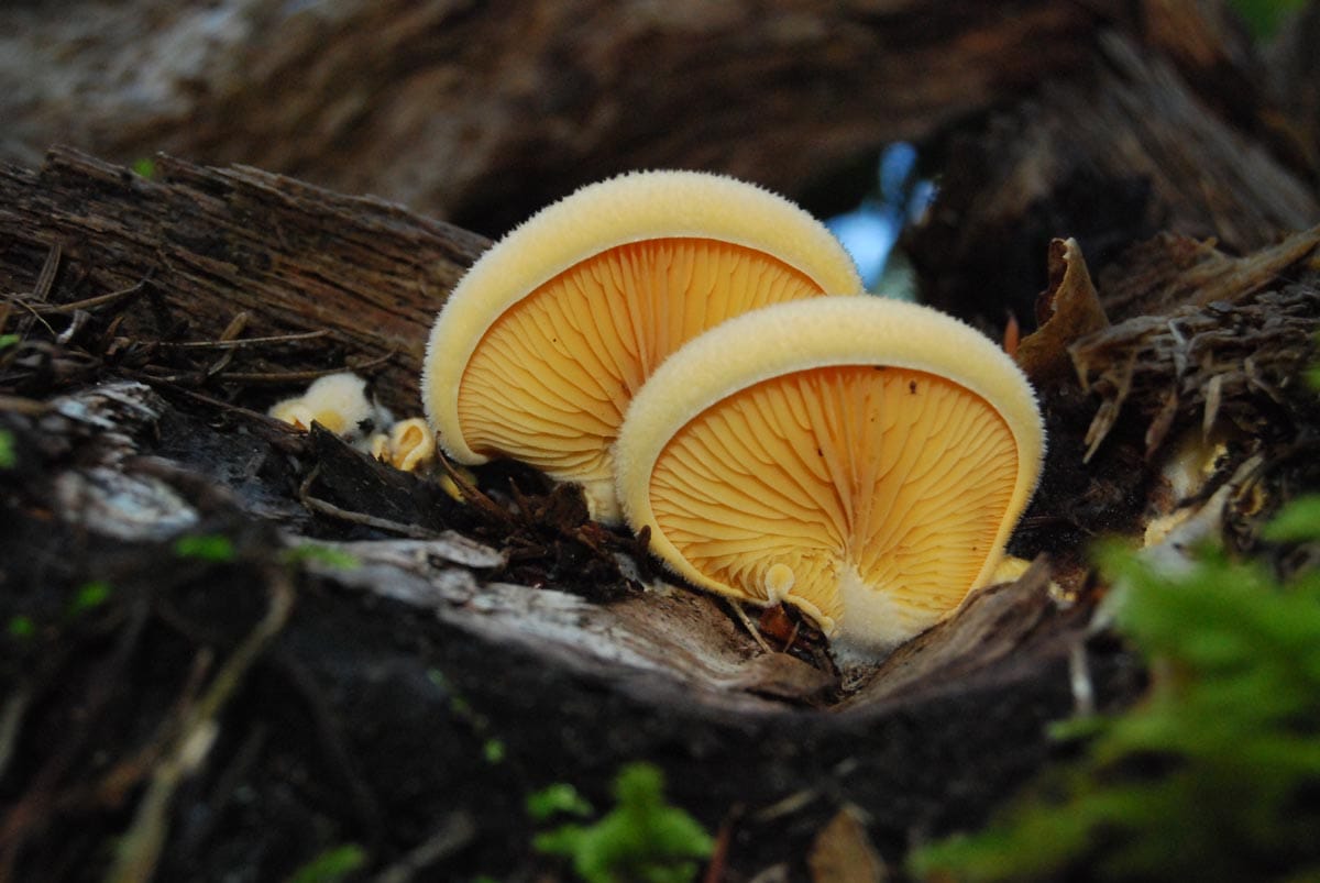 Boczniaczek pomarańczowożółty (Phyllotopsis nidulans)