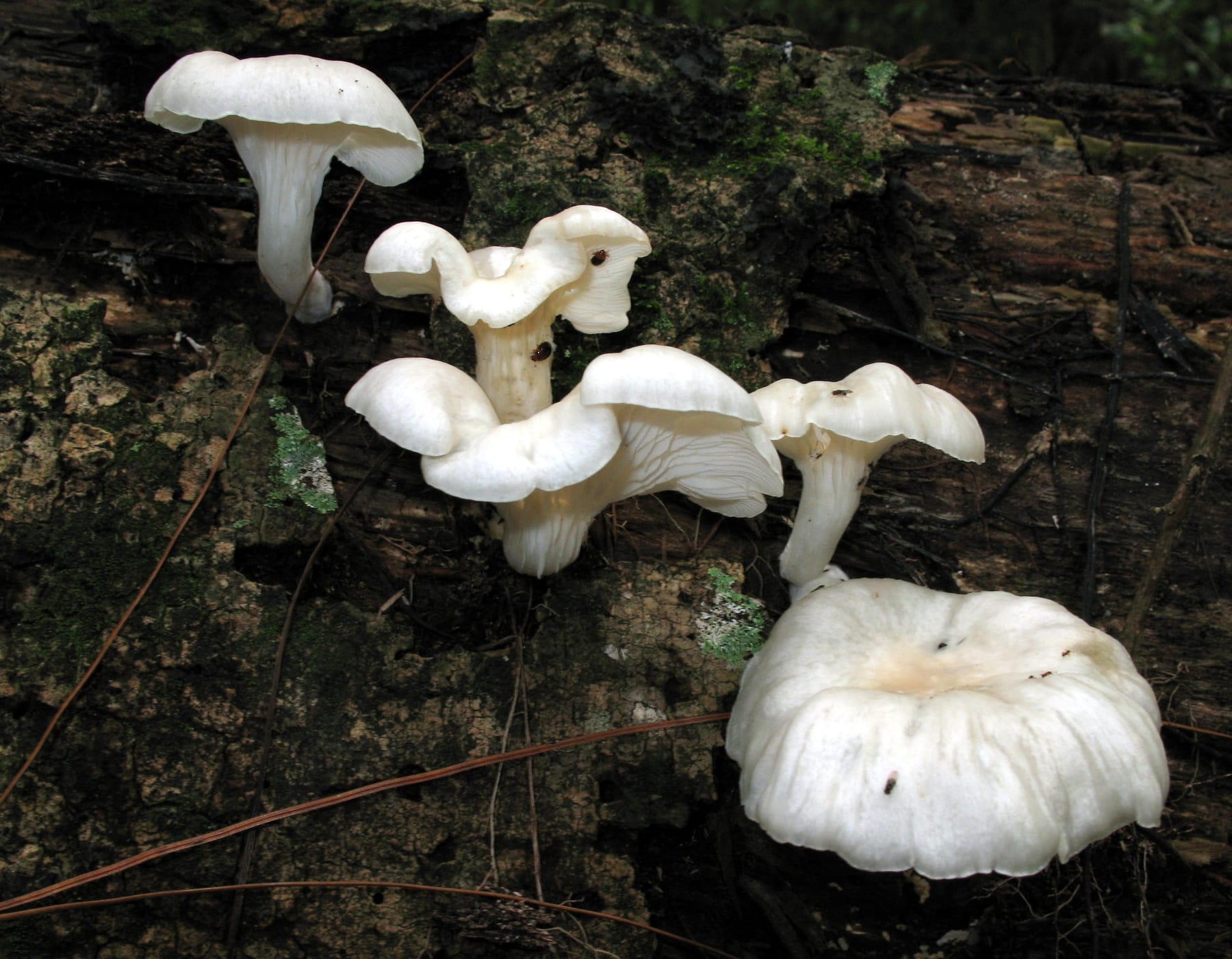 Boczniak łyżkowaty (Pleurotus pulmonarius) — zdjęcie 1 z 4