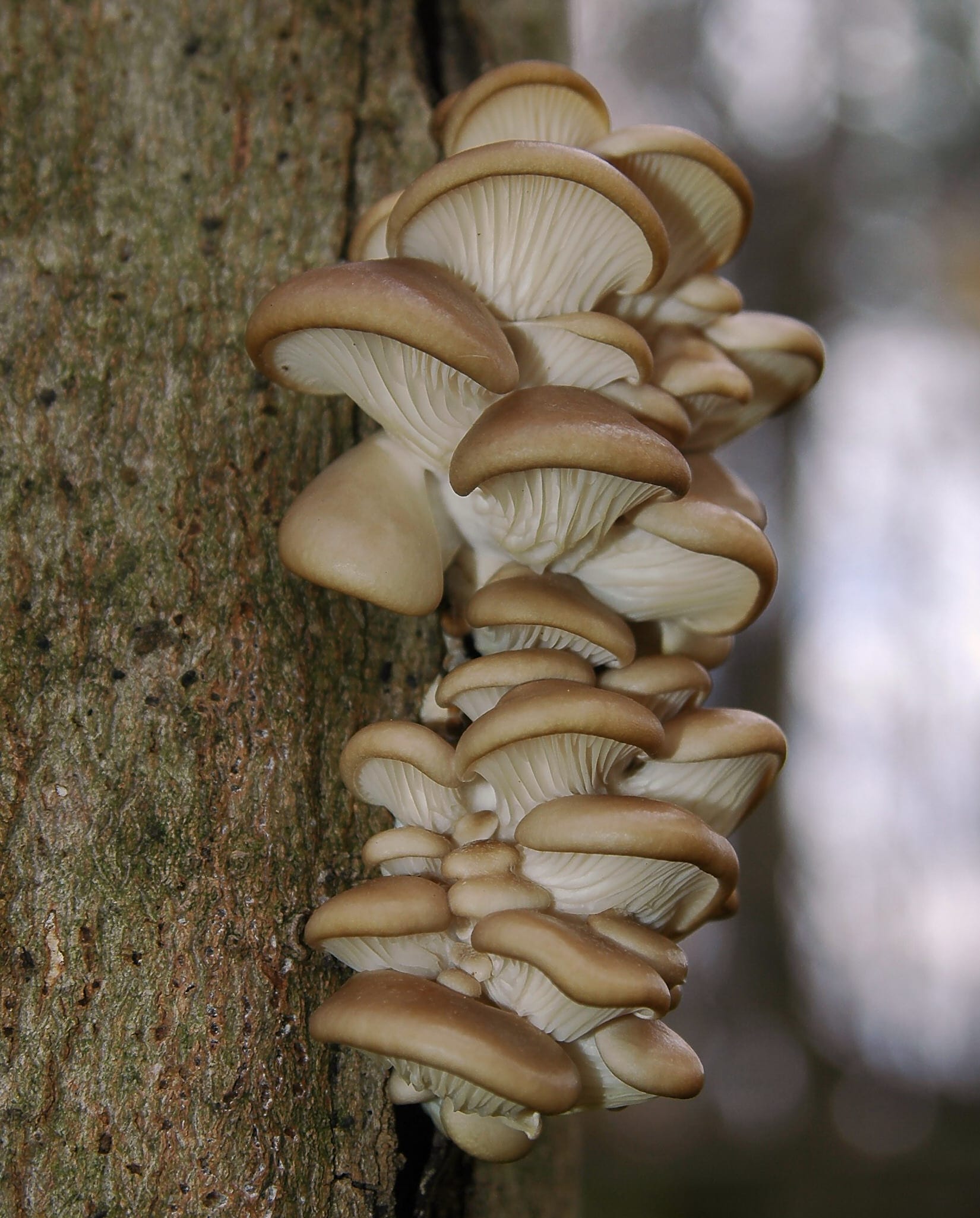 Boczniak ostrygowaty (Pleurotus ostreatus) — zdjęcie 1 z 4