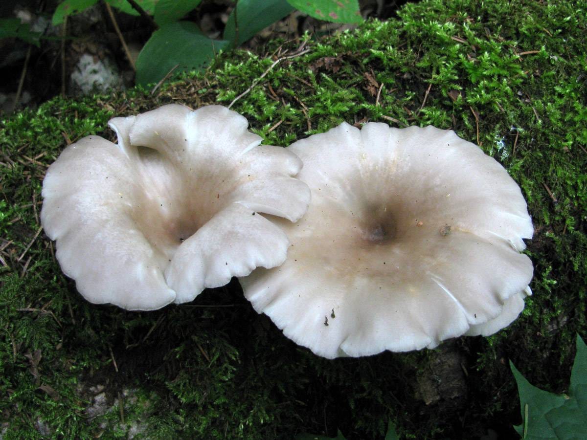 Boczniak rowkowanotrzonowy (Pleurotus cornucopiae) — zdjęcie 1 z 4