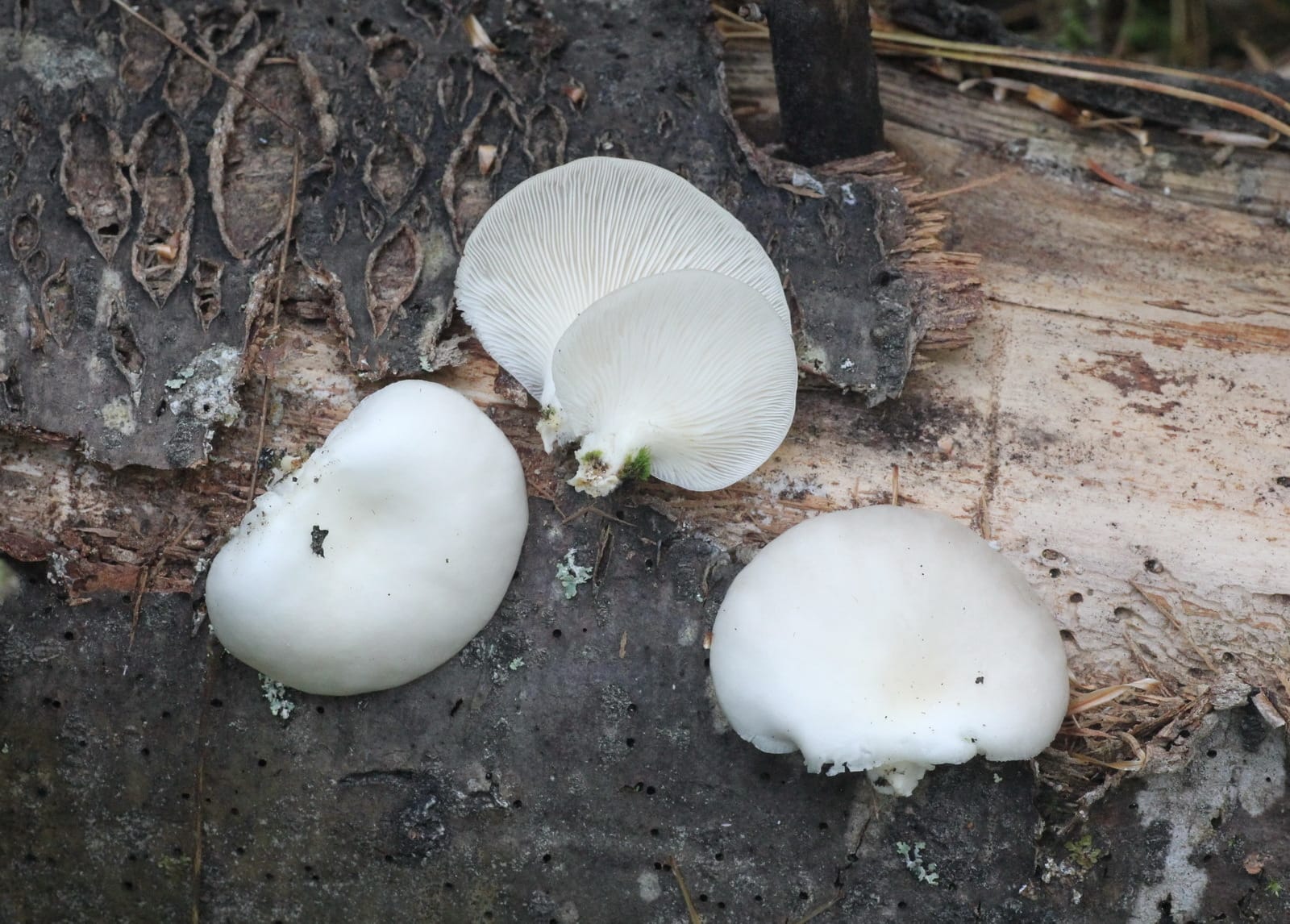 Boczniak świerkowy (Pleurotus abieticola)