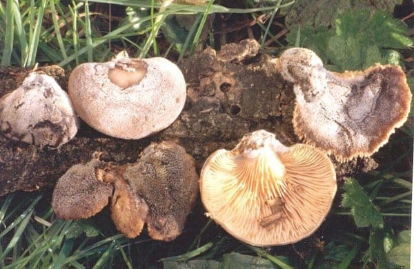 Bocznianka niebieskoszara (Hohenbuehelia atrocoerulea)