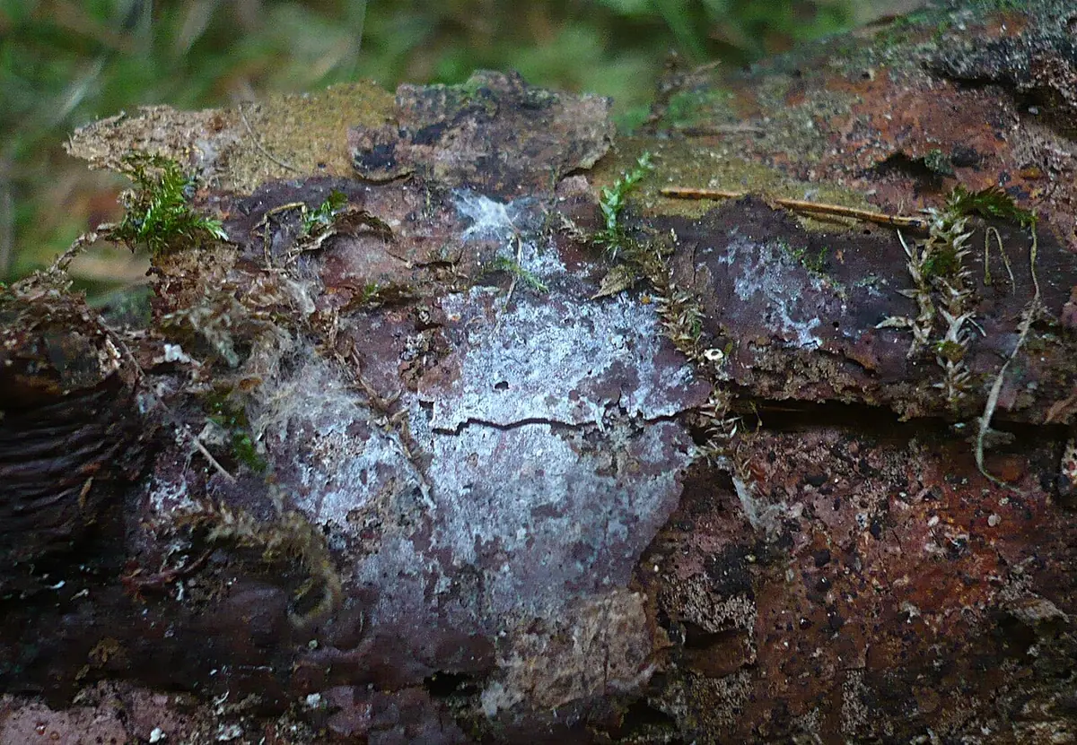 Boidinia (Boidinia furfuracea) — zdjęcie 1 z 2