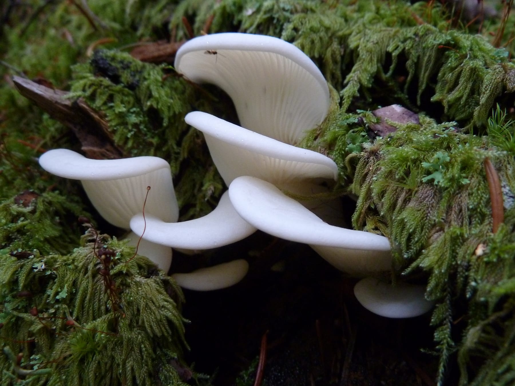 Bokówka biała (Pleurocybella porrigens) — zdjęcie 1 z 4