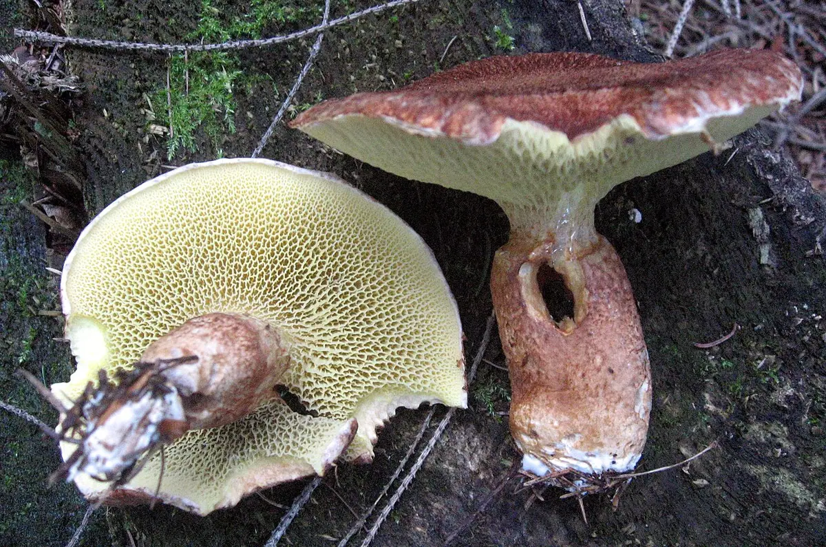 Borowiczak dęty forma żółta (Boletinus cavipes f. aureus) — zdjęcie 1 z 4
